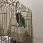 بغبغاء