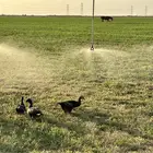 مطلوب مزرعه