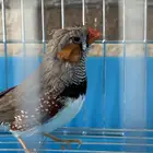 زيبرا الحجم العادي (كريست)
