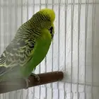 للبيع انثى بادجي انجليزي