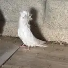 حمام جاكوبين
