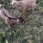 ماعز قزم تشيكي امريكي
