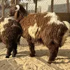 طليان جذعان