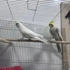 للبيع اجوز كروان منتجين