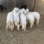 للبيع طليان حبص عمارها من 5 شهور إلى 6
