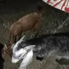 تيوس