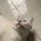 قط ذكر للتزاوج