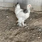 دجاجه براهما