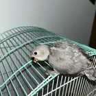 فرخ روز كاسكو