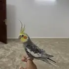 كروان اليف