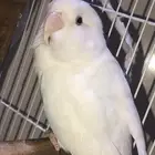 طيور روز للبيع