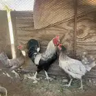 دجاج للبيع كبار وصغار