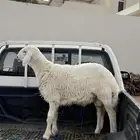 خروف حرش
