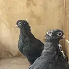 البيع حمام قنادي طبات اخوان