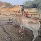 بقرة بلدي ام ثاني