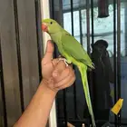 دره فرخ اليفه و هدد مزاجي و عنده وغوغه كلام