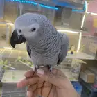 للبيع ببغاء كاسكو ثلجي