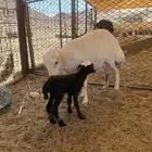 للبيع رباع معها خروف