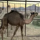 قعود خوار لباني عمره حوالي 6 شهور