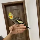 بغباء كروان و الدره