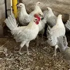 دجاج فيومي المنيوم العمر اربع اشهر للمربين فقط