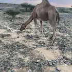 ناقه حمرا دهما للبيع