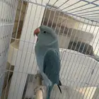 دره هولندي