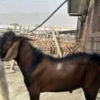 تيوس صنف فحول