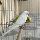 طيور حب