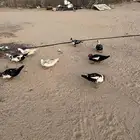 ذكور بط مصري مسكوفي