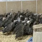 صيصان حبشي الحجل البلدي دجاج الوادي العمر شهرين تقريبا