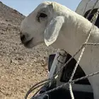مشروع فحل ضغط عالي