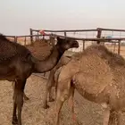 بكره مجهم عمره سبع شهور