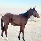 مهرة انجليزية