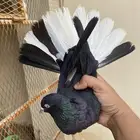 حمام قطيفي