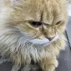 قط مريض تبني