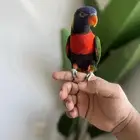 لوري بغبغاء