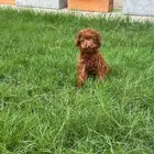 تي كب بودل استيراد من الصين