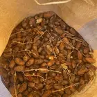 تمر شيص عدد 40 كيس للبيع