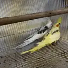 للبيع جوز كروان هفي بايد