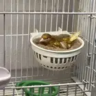أنثى كناري فايو