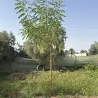 الأشجار