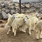 طليان حريات