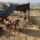 غنم للبيع