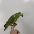 ببغاء أمازون بلوفرنتد جاكو