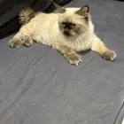 قط لتبني شرط مخافه الله فيه