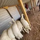 خرفان حري نظيف وطيب