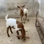 بهم العدد 2