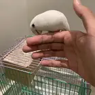 روز البينو للبيع