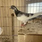 للبيع طبه زاجل سباق